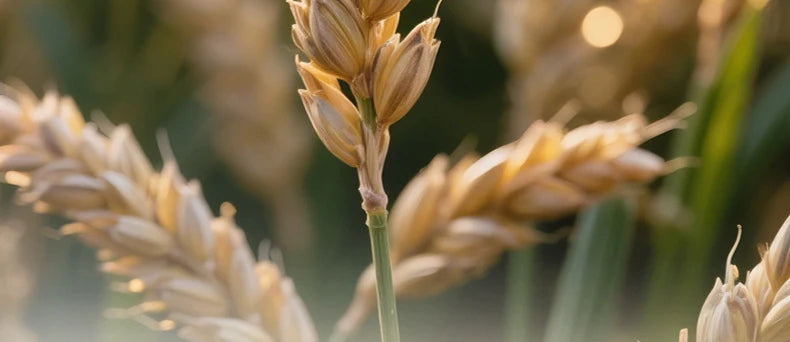 SADOER Oat Scrub Exfoliating Facial Soap Face Wash Foam Facial Cleanser Moisturizing Anti-aging Body Bathing Soap Exfoliator